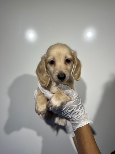 ミニチュア・ダックスフンド 犬の販売・譲渡 25306 イエロー3366