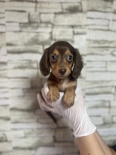 ミニチュア・ダックスフンド 犬の販売・譲渡 25307 Kダックス男の子 チョコレートタン