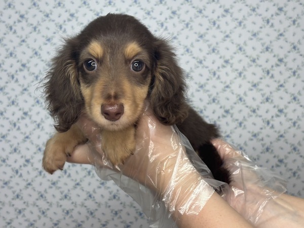 【特典あり】ちょっぴりマヌケな元気っこ 犬の販売 25310