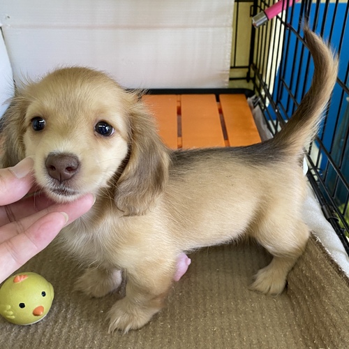 ミニチュア・ダックスフンド 犬の販売・譲渡 25311 ★小さめダックスちゃん★