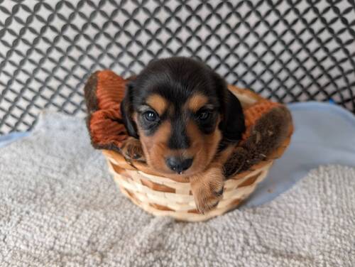 ミニチュア・ダックスフンド 犬の販売・譲渡 25329 小さめブラックタン男の子