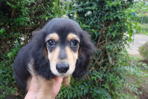 ミニチュア・ダックスフンド 犬の販売・譲渡 25330 ブラック&タンの人懐こい子です。