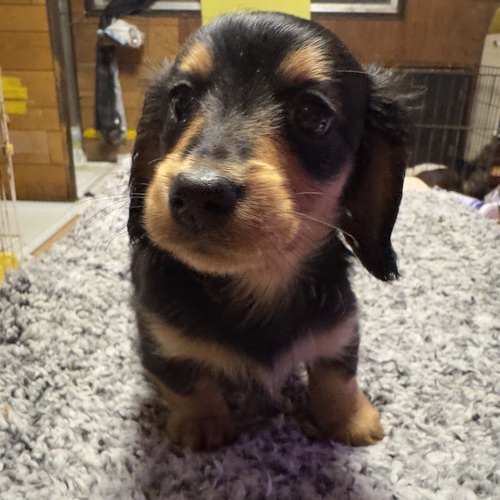 ミニチュア・ダックスフンド 犬の販売・譲渡 25332 ミニチュアダックス チワックス 産まれました。