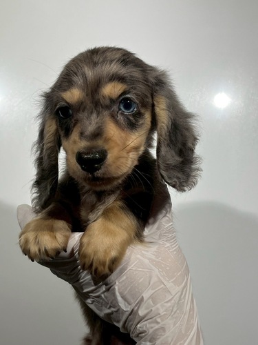ミニチュア・ダックスフンド 犬の販売・譲渡 25333 シルバーダップル男の子