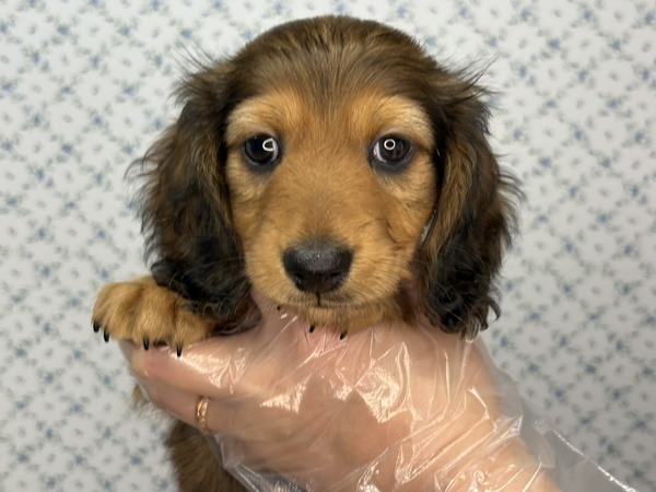 ミニチュア・ダックスフンド 犬の販売・譲渡 25334 【特典あり】天真爛漫な男の子