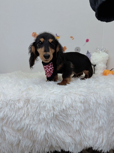 ミニチュア・ダックスフンド 犬の販売・譲渡 25335 可愛いダックスフンド