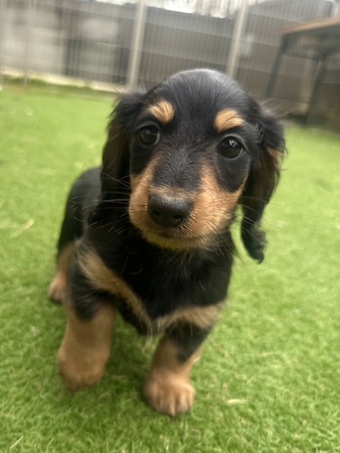 ミニチュア・ダックスフンド 犬の販売・譲渡 25336 ミニチュアダックスフントの男の子