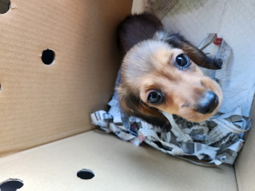 ミニチュア・ダックスフンド 犬の販売・譲渡 25337 かわいらしい女の子