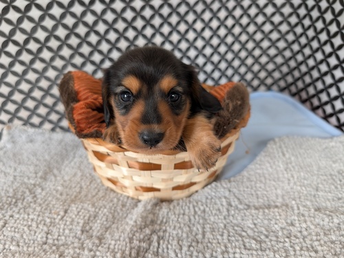 ミニチュア・ダックスフンド 犬の販売・譲渡 25338 カニヘンサイズのブラタン両親ノーマルです。