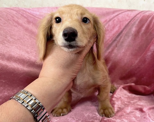 ミニチュア・ダックスフンド 犬の販売・譲渡 25339 イエローの女の子