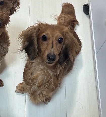 ミニチュア・ダックスフンド 犬の販売・譲渡 25341 若犬3歳女の子(トイレ躾済み