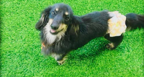 ミニチュア・ダックスフンド 犬の販売・譲渡 25343 優しい性格の男の子