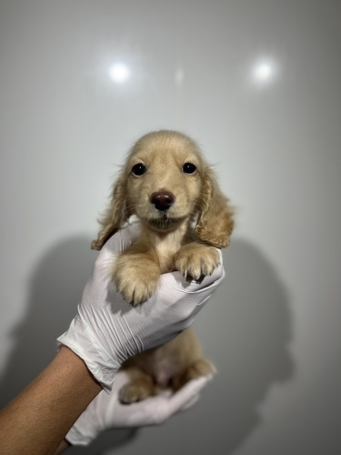 ミニチュア・ダックスフンド 犬の販売・譲渡 25344 イエロー4250