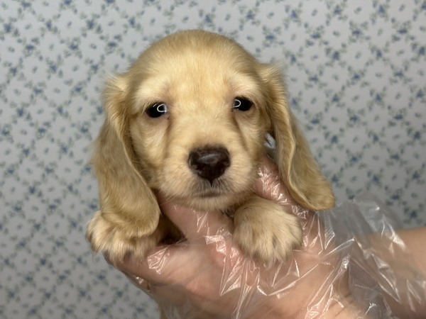 ミニチュア・ダックスフンド 犬の販売・譲渡 25345 【特典あり】まった〜り、のんびり屋さん