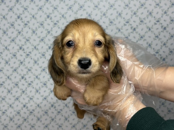 ~j`AE_bNXth ̔̔En 25346 yTzCςIԂȖl