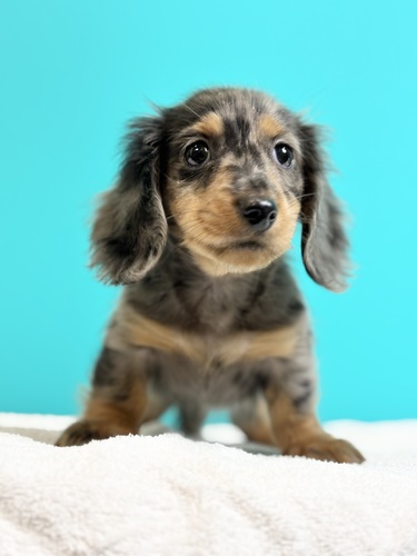 ミニチュア・ダックスフンド 犬の販売・譲渡 25347 シルバーダップル