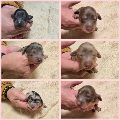 ミニチュア・ダックスフンド 犬の販売・譲渡 25351 件名なし 子犬販売の情報