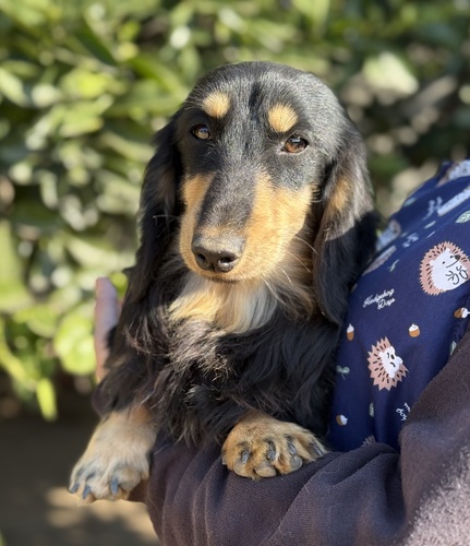 ミニチュア・ダックスフンド 犬の販売・譲渡 25352 1歳5ヶ月の男の子^_^