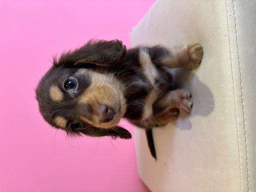ミニチュア・ダックスフンド 犬の販売・譲渡 25354 チョコレートタン女の子