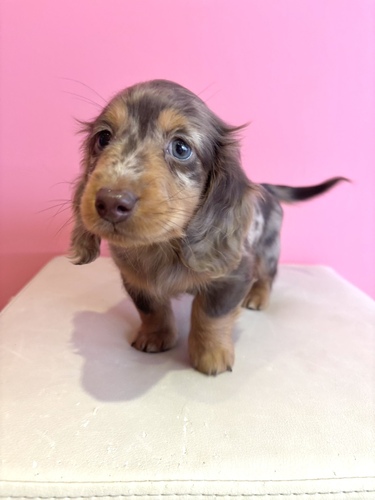 �~�j�`���A�E�_�b�N�X�t���h ���̔̔��E���n 25356 �`���R���[�g�_�b�v���j�̎q