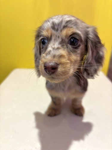 �~�j�`���A�E�_�b�N�X�t���h ���̔̔��E���n 25357 �`���R���[�g�_�b�v�����̎q