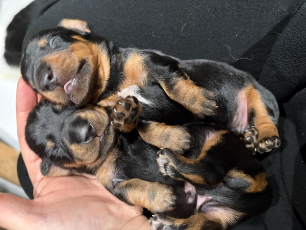 �~�j�`���A�E�_�b�N�X�t���h ���̔̔��E���n 25359 �u���b�N�^���X���[�X�̌Z��ł��B