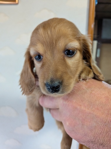 �~�j�`���A�E�_�b�N�X�t���h ���̔̔��E���n 25360 �S�[���h���̎q