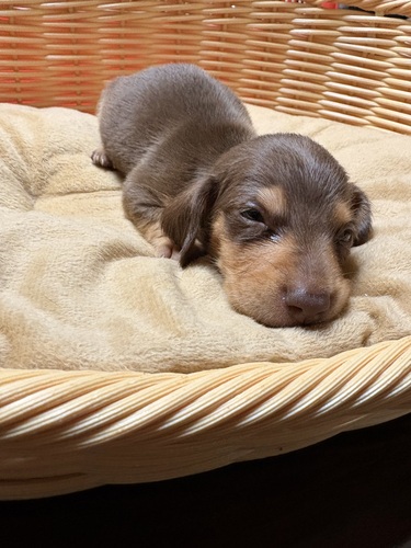 �������̎q���܂�Ă܂��I�I ���̔̔� 25364