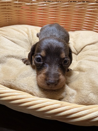 �������̎q�ł��I ���̔̔� 25365