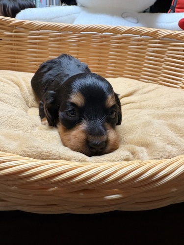 �~�j�`���A�E�_�b�N�X�t���h ���̔̔��E���n 25366 �u���b�N�^���̏��̎q�I