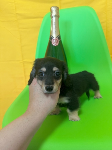 ミニチュア・ダックスフンド 犬の販売・譲渡 25367 極小ミニチュアダックスフンドロングコート✨