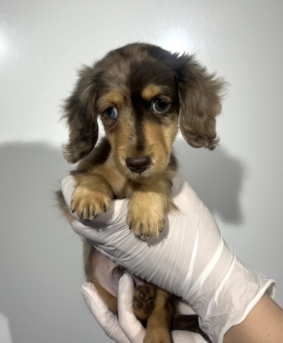 ミニチュア・ダックスフンド 犬の販売・譲渡 25368 チョコレートダップル男の子