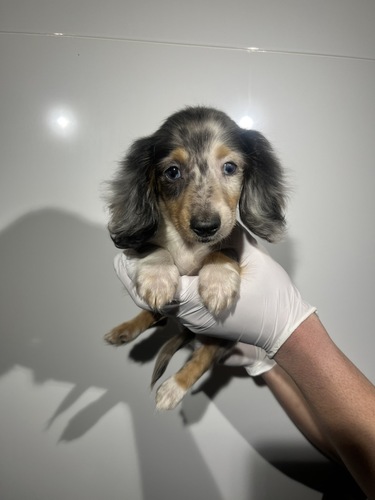 ミニチュア・ダックスフンド 犬の販売・譲渡 25369 シルバーダップル男の子