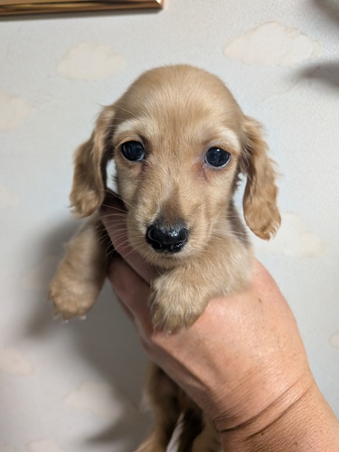 �~�j�`���A�E�_�b�N�X�t���h ���̔̔��E���n 25370 �C�G���[�̒j�̎q