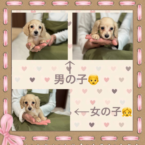 �~�j�`���A�E�_�b�N�X�t���h ���̔̔��E���n 25373 �C�G���[�̌Z��B^_^