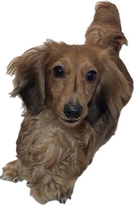 �~�j�`���A�E�_�b�N�X�t���h ���̔̔��E���n 25374 3�΁@���̎q�@�t���[����\