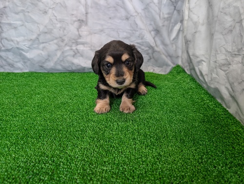 �~�j�`���A�E�_�b�N�X�t���h ���̔̔��E���n 25375 �J�j�w���T�C�Y�̗��e����Y�܂ꂽ�Z��ł��B