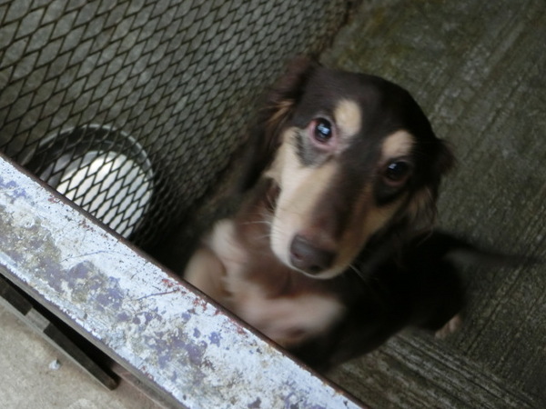 元気で健康な赤ちゃんが生まれました! 犬の販売 3749