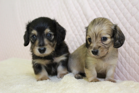ブラクリの男の子 決まりました。 犬の販売 3751