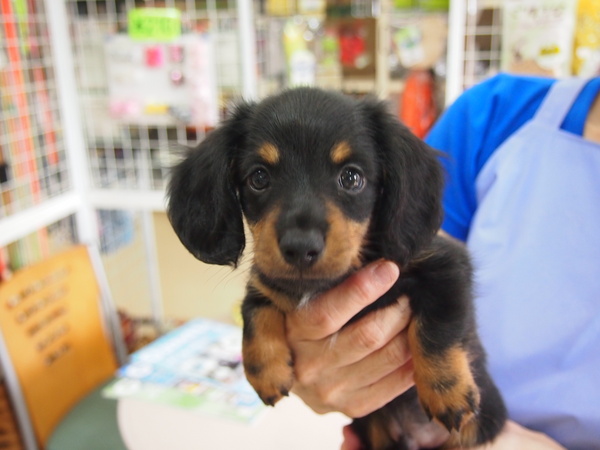 小ぶりのかわいい子 犬の販売 3754