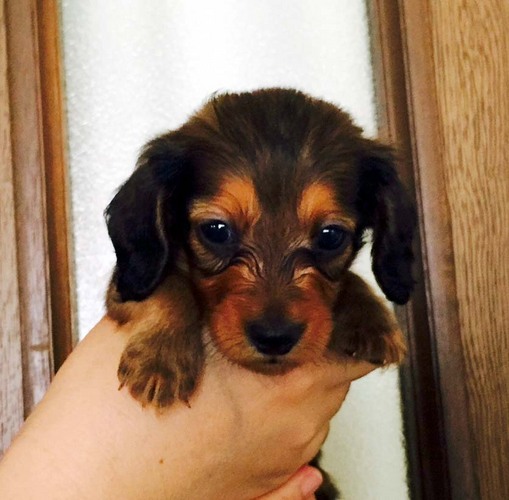 優良血統カニンヘンダックス 犬の販売 3755