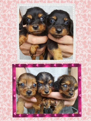 小さくて可愛いです(^^) 犬の販売 3758