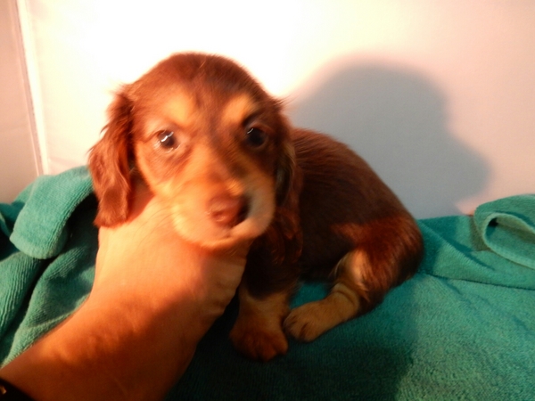 小さい可愛いお顔です 犬の販売 3763