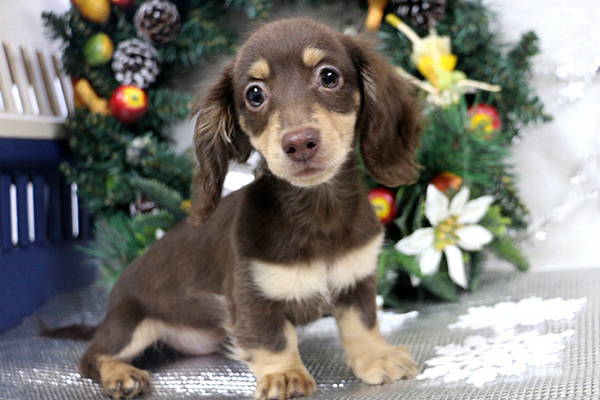 オーナー様募集、終了いたしました。 犬の販売 3781