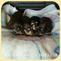 チョコクリームとブラッククリームの4兄妹 犬の販売 3784
