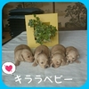 JjwE_bNXth q T YȃN[̌Z 3785