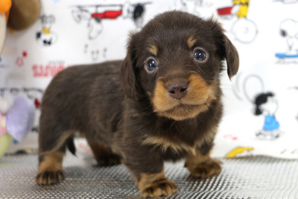 新しい御家族が決まりました。ありがとうございました 犬の販売 3786