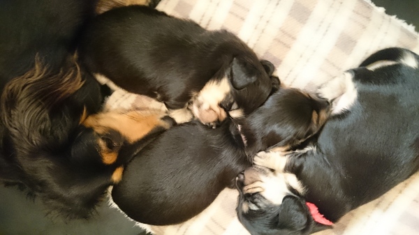可愛いカニンヘンダックス産まれています 犬の販売 3787