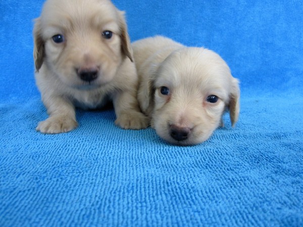 綺麗なクリームの男の子。 犬の販売 3790