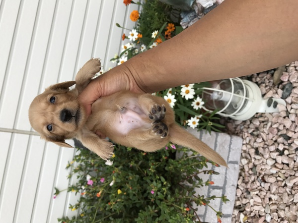 可愛いカニンヘン! 犬の販売 3797